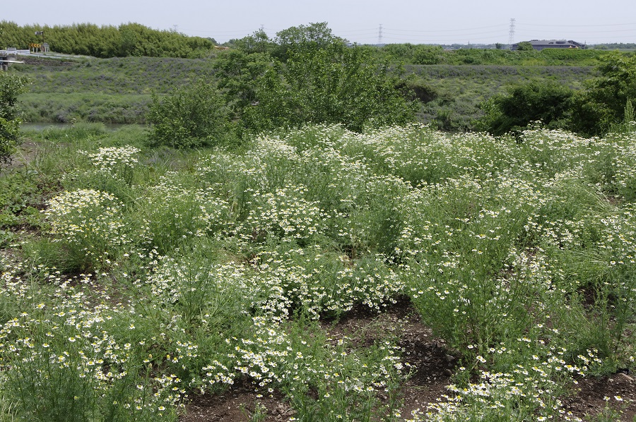 国分牧場のカモミール畑