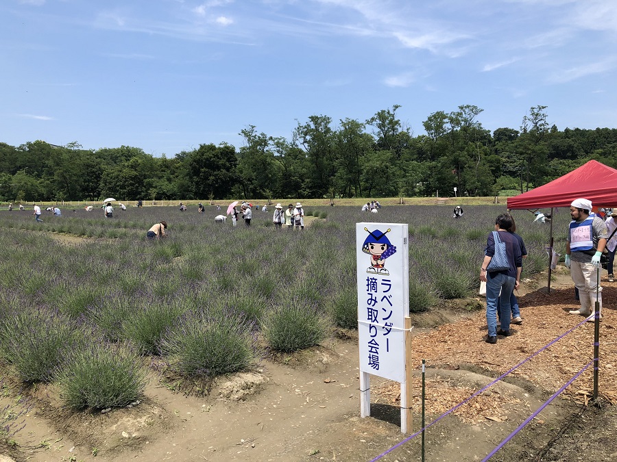 嵐山町千年の苑　ラベンダーの摘み取り