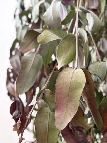 ユーカリ・グロブルス